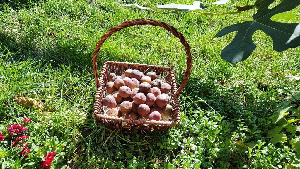 The Wild Fig Otel Shumen Dış mekan fotoğraf